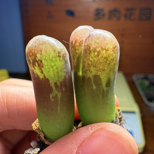 特殊-流水锦红风铃*2颗（3年+尺寸1.5-1.7）多肉植物-直播320