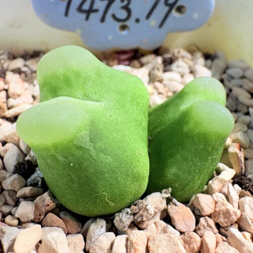 特价-双头拉登母本（5年*单尺寸1.6-2.1）-多肉植物-直播335