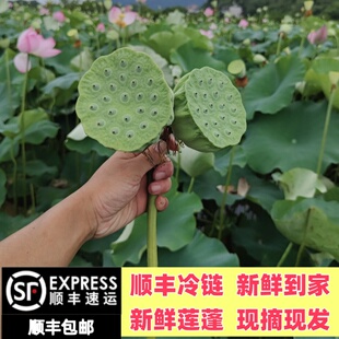 2026年新鲜莲蓬现摘现发顺丰冷链农家自产食用农产品生吃水果莲蓬