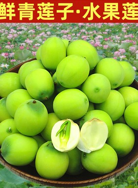 【现货】莲子嫩莲子现摘新鲜莲蓬