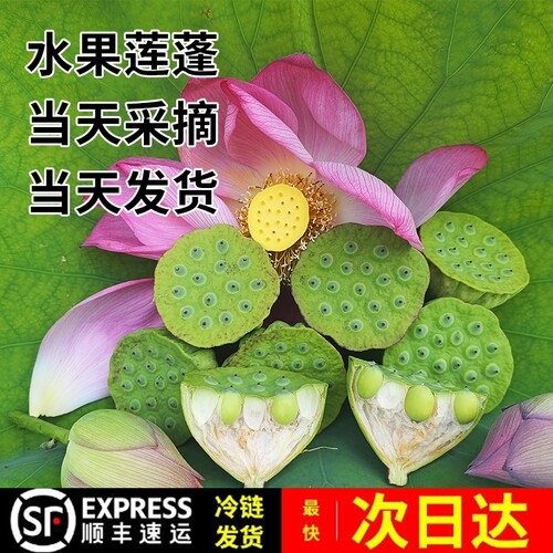 顺丰冷链精品水果嫩莲蓬现采发货