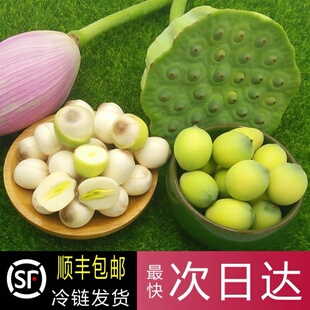 2026早熟新鲜莲蓬祁阳嫩莲蓬带杆现摘现发生吃水果莲子米当季水果