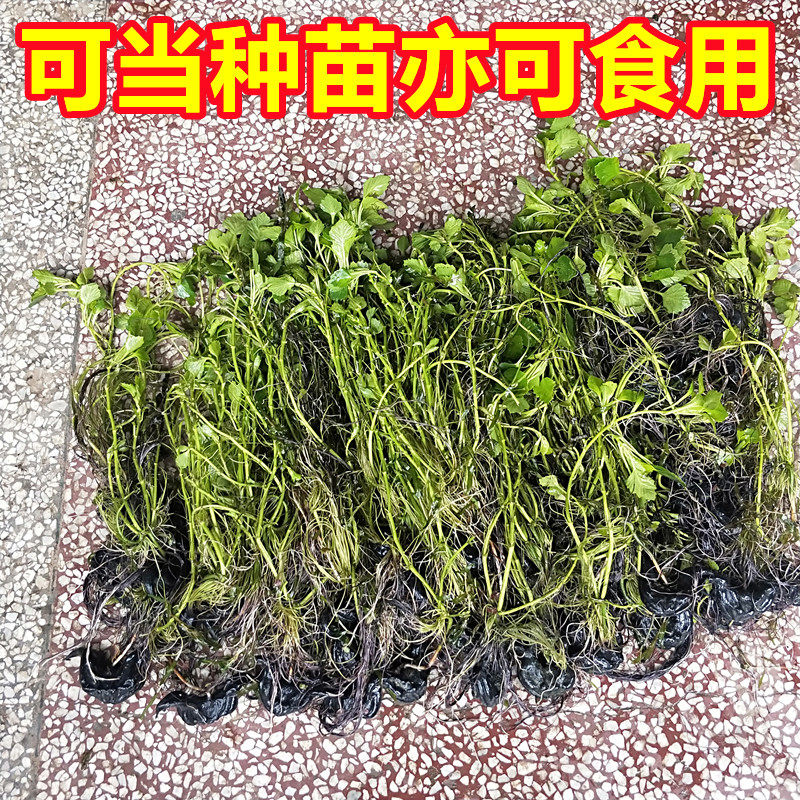 湖南老菱角新鲜生莲凌棱角即食水果现摘蔬菜肉米非湖北洪湖大菱角