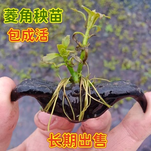 菱角种子苗水生植物四季蔬菜种子菱角苗种植青菱角种子红菱种子苗
