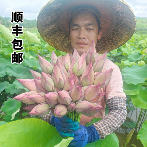 顺丰包邮现摘现发新鲜荷花花苞