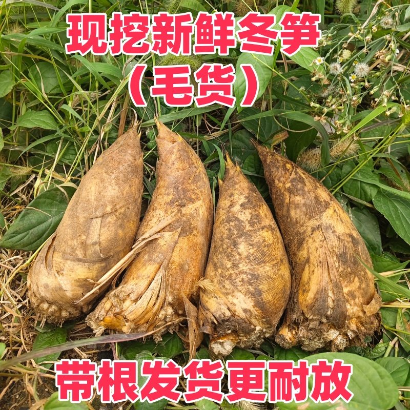 【冬笋带根耐放】现货冬笋现挖野生竹笋新鲜冬笋毛笋子楠竹笋带壳