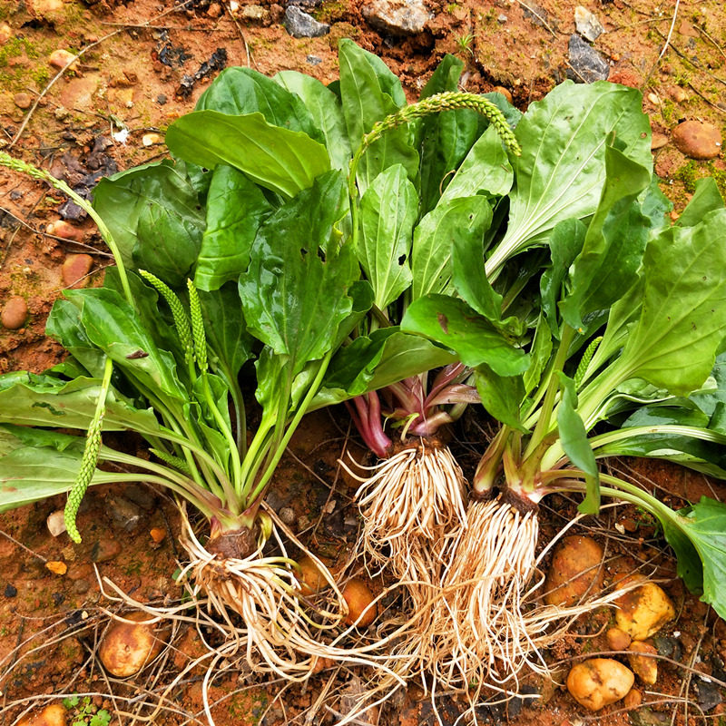 车前草新鲜现挖整根车前子茶中药食同源植物花卉庭院草本楼顶阳台