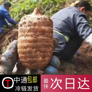 新鲜天麻现挖正宗云南昭通小草坝仿野生乌天麻礼盒中药材用治头痛