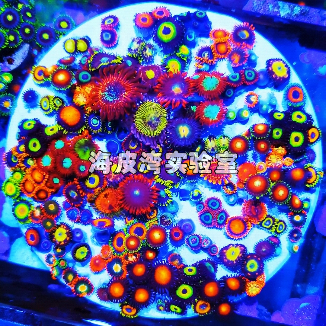 纽扣拼盘海缸海水生物纽扣珊瑚海缸提色神器海缸造景新手试水珊瑚