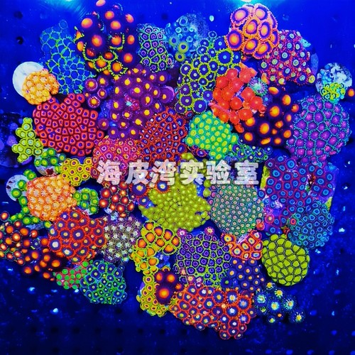 中小种纽扣珊瑚海缸珊瑚海水入门练手纽扣拼盘小种纽扣海缸造景
