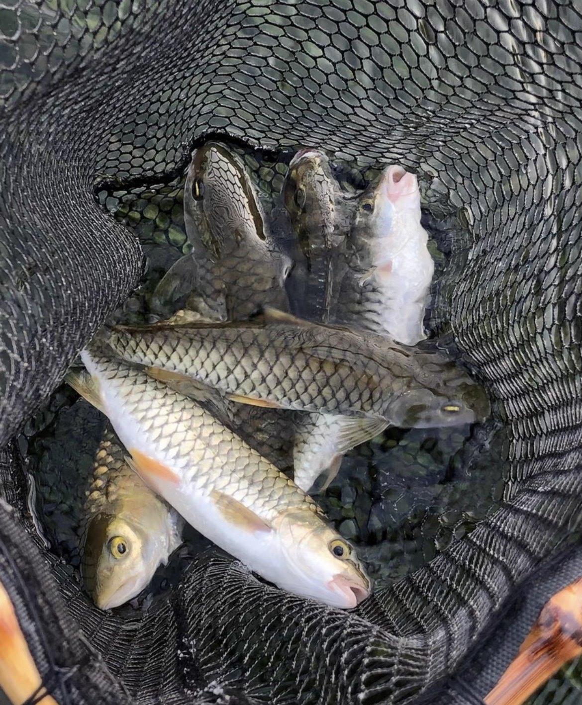 大尺寸军鱼苗黄娟鱼青棍鱼河鲣鱼粗鳞鱼青竹鲩鱼倒刺鲃宽鱼包活