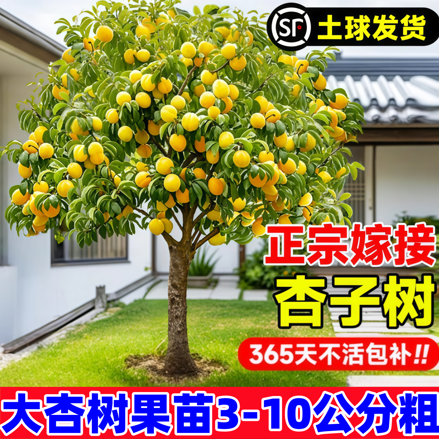 杏树果苗当年结果北方庭院种植特大号嫁接金太阳帝王杏子树苗盆栽