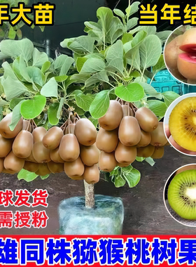 猕猴桃树果苗雌雄同株猕猴桃苗徐香嫁接南北方种植庭院四季可种植