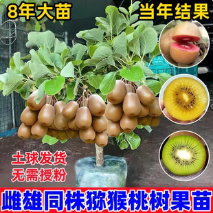 猕猴桃树果苗雌雄同株猕猴桃苗徐香嫁接南北方种植庭院四季可种植