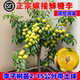 正宗嫁接蜂糖李子树苗新品 种冰糖李子特大号南方北方种植果树果苗