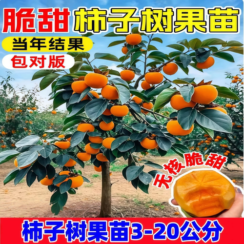 脆甜无核柿子树果苗牛心火晶盆栽南方北方四季种植庭院果树特大号