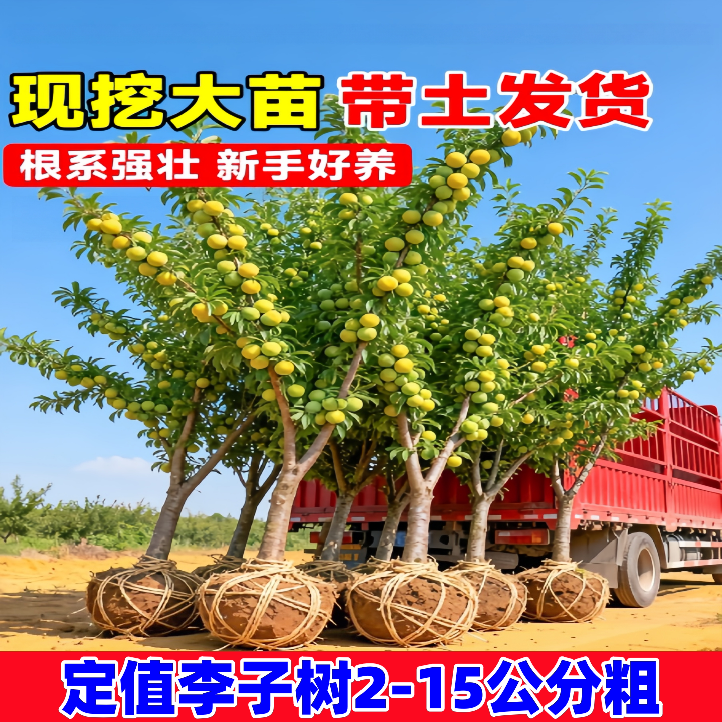 正宗嫁接蜂糖李子树苗新品种冰糖李子特大号南方北方种植果树果苗