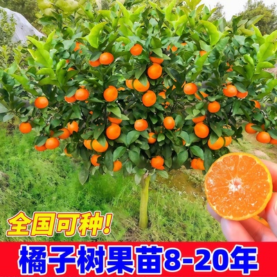 沙糖桔树苗地栽盆栽南方北方种植橘子树苗柑桔果树果苗嫁接砂糖橘