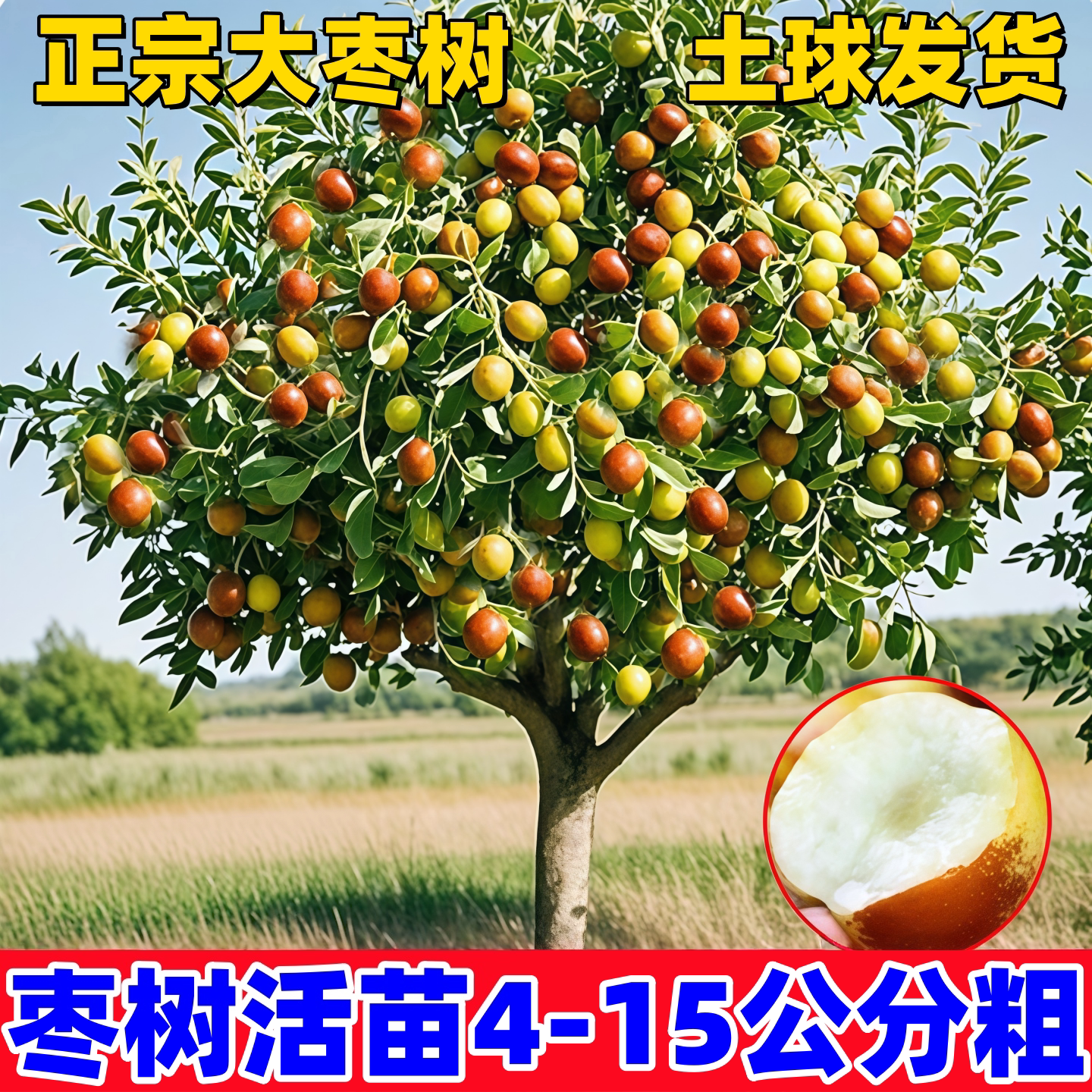 枣树活苗脆甜沾化冬枣冰糖葫芦潘枣树活苗南方北方庭院果树
