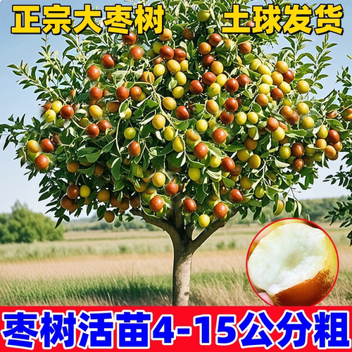 枣树活苗脆甜沾化冬枣冰糖葫芦潘枣树活苗南方北方庭院果树