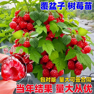 树莓苗双季覆盆子果树苗盆栽地栽南北方种植当年结果红黄黑树莓苗