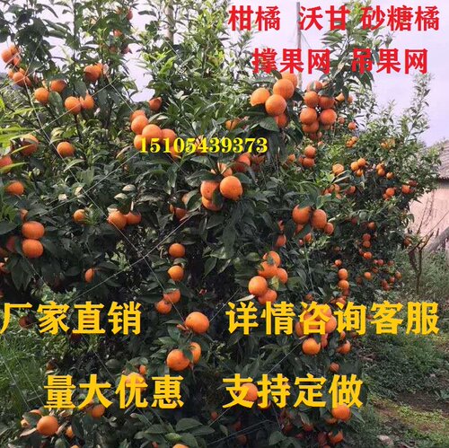 沃柑撑果砂糖农用爬藤网种植