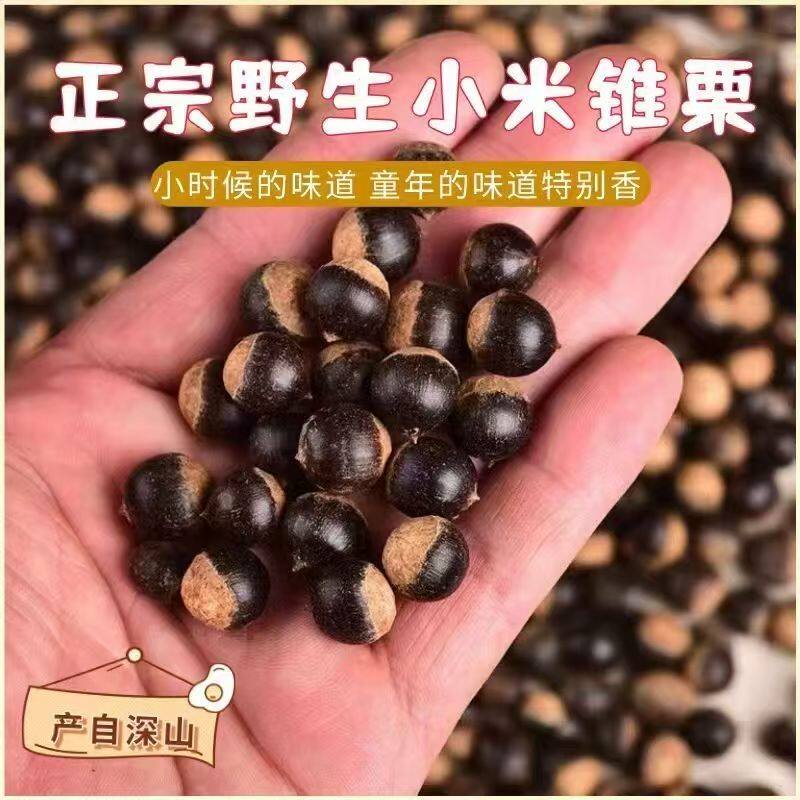 湖南野生新鲜小米椎毛尖栗子锥栗坚果干货小板栗甜糯第一名小油票