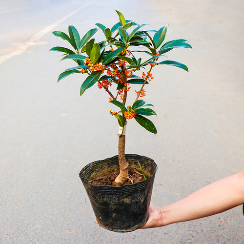 苗特级四季室内客厅浓香型绿植