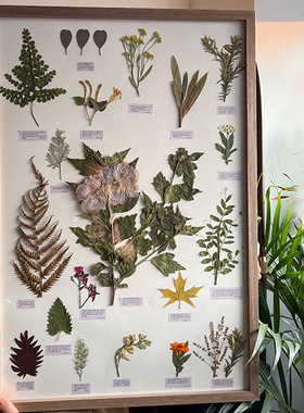 植物标本装饰画干花挂画悬挂沙发