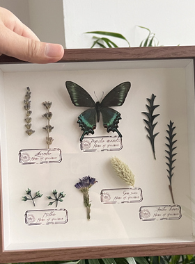昆虫手作蝴蝶标本立体干花相框