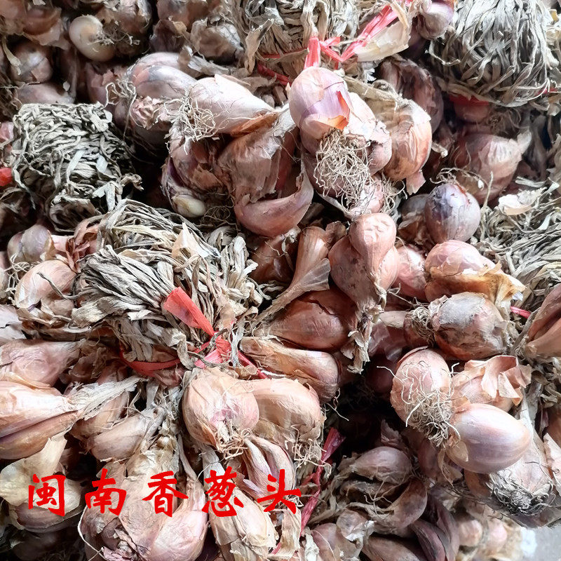 闽南新鲜红葱头小香葱头种子农家干葱头可做油葱酥台湾卤肉饭调味虎窝淘 