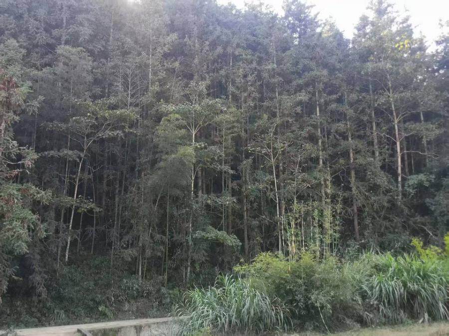 南平市建阳区书坊乡贵溪村上两坑42林班1-2①，2-2①小班