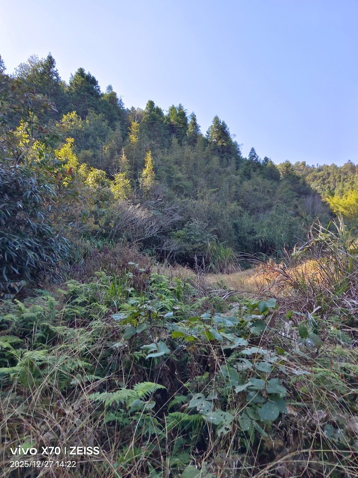 南平市建阳区莒口镇中布村面积30亩的林权