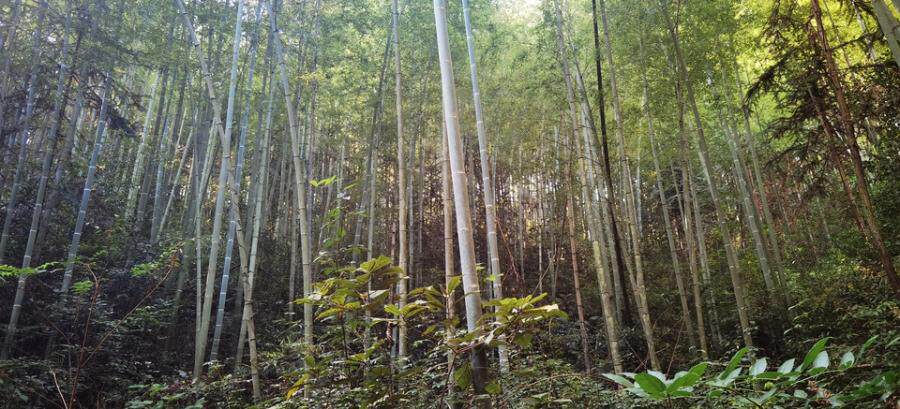 变卖南平市建阳区将口镇东田村山北塘041林班1-4小班的林权