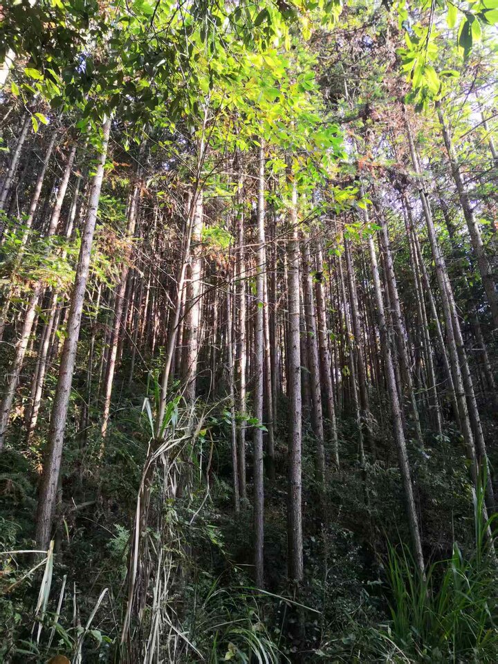 南平市建阳区书坊乡贵溪村的两处林权
