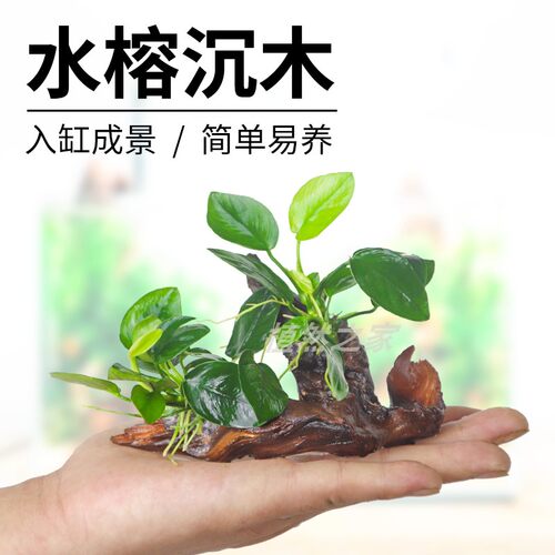 沉木水草装饰懒人造景植物水榕类