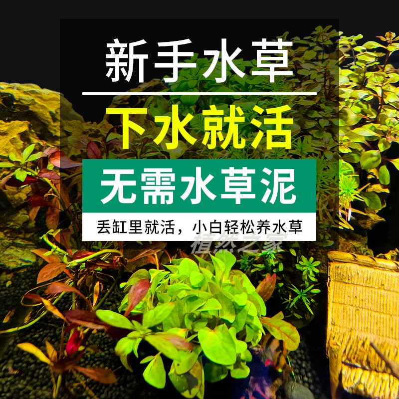 淡水鱼缸水草装饰活体增氧造景