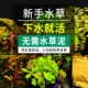 水草造景鱼缸装 饰真水族活体迷你爬地绿菊水竹宫廷植物中后景坨草