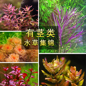 鱼草缸造景中后景有茎水草绿菊宫廷水族箱装 饰懒人真水草植物新疆