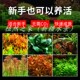 鱼缸水族箱水草造景套餐绿菊植物活体淡水中后景懒人阴性水榕沉木