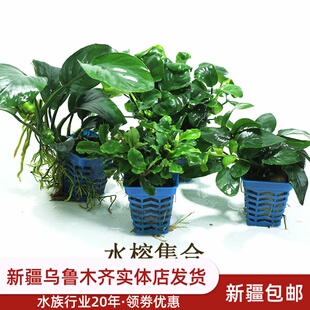 水榕水草鱼缸造景活体植物大水榕水草种子沉木阴性有茎类水草巴榕