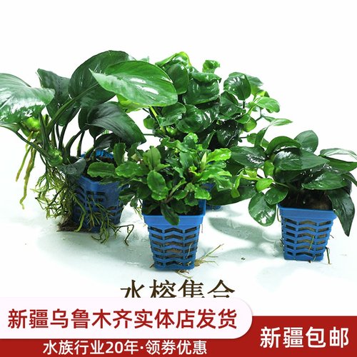 水榕水草鱼缸造景活体有茎类种子