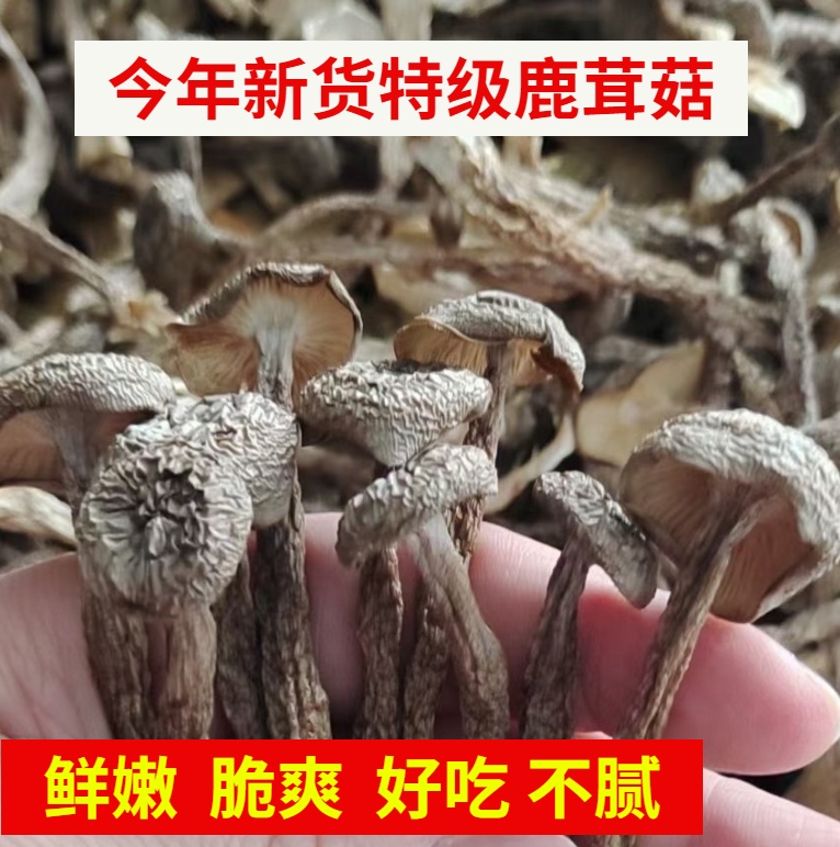 鹿茸菇鹿茸菌干货250g福建特产新...