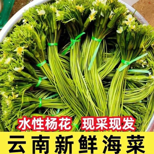 云南农家水性杨花菜海菜花新鲜蔬菜现摘大理特产洱海丽江野菜食材