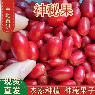 神秘果干果酸4/12粒装果干变甜变味果蜜拉圣果神奇改变味觉果