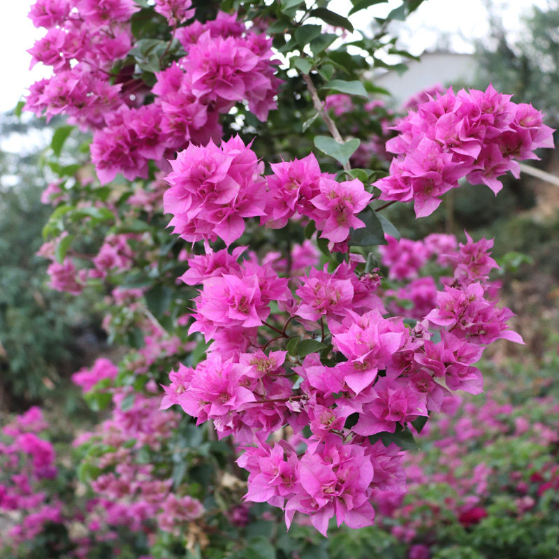 重瓣三角梅花卉室外阳台四季开花