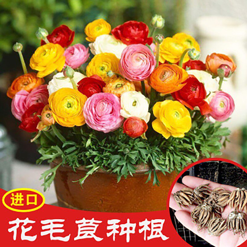 进口花毛茛种球重瓣洋牡丹室内外四季植物盆栽种根多年生易种花卉