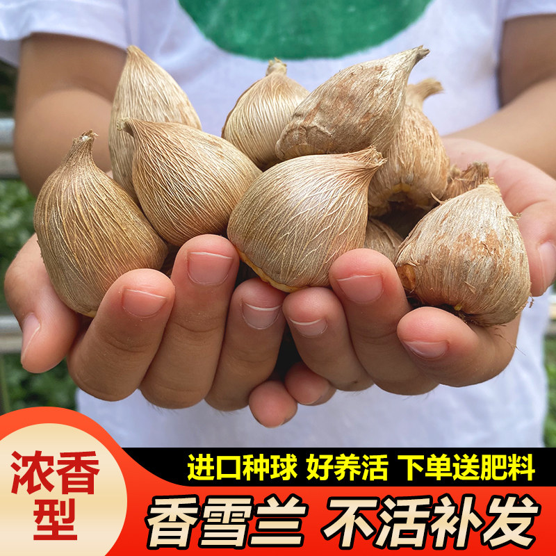 香雪兰种球小苍兰种子多年生开花盆栽耐寒植物带香味年宵花卉宿根