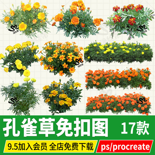 免扣孔雀草花坛植物时令花卉png免扣ps素材procreate立面效果图