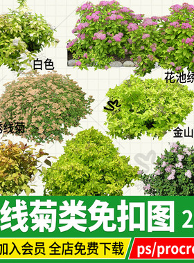 绣线菊金山金焰日本绣线菊ps免扣素材procreate透视图效果图png